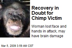 Recovery in Doubt for Chimp Victim