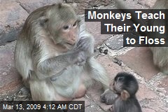 Monkeys Teach Their Young to Floss
