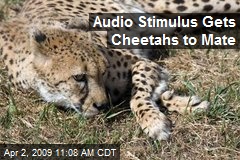 Audio Stimulus Gets Cheetahs to Mate
