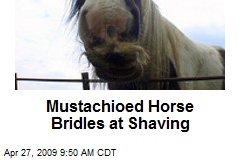 Mustachioed Horse Bridles at Shaving