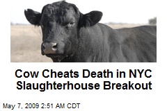 Cow Cheats Death in NYC Slaughterhouse Breakout