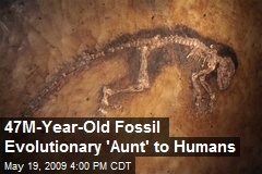 47M-Year-Old Fossil Evolutionary 'Aunt' to Humans