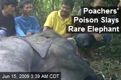 Poachers' Poison Slays Rare Elephant