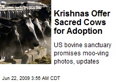 Krishnas Offer Sacred Cows for Adoption