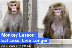 Monkey Lesson: Eat Less, Live Longer