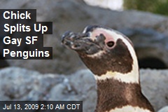 Chick Splits Up Gay SF Penguins