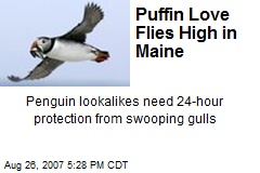 Puffin Love Flies High in Maine