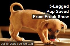 5-Legged Pup Saved From Freak Show