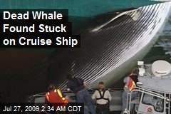 Dead Whale Found Stuck on Cruise Ship