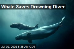 Whale Saves Drowning Diver