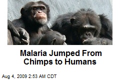 Malaria Jumped From Chimps to Humans
