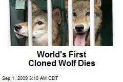 World's First Cloned Wolf Dies