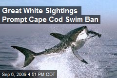 Great White Sightings Prompt Cape Cod Swim Ban