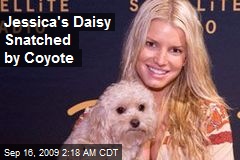 Jessica's Daisy Snatched by Coyote