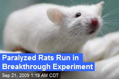 Paralyzed Rats Run in Breakthrough Experiment
