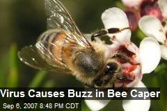 Virus Causes Buzz in Bee Caper