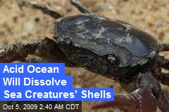 Acid Ocean Will Dissolve Sea Creatures' Shells