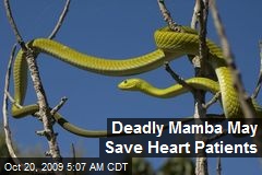 Deadly Mamba May Save Heart Patients