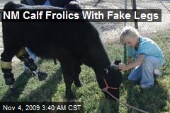 NM Calf Frolics With Fake Legs