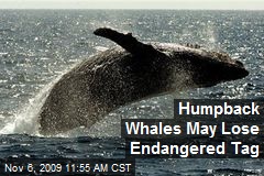 Humpback Whales May Lose Endangered Tag