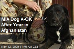 MIA Dog A-OK After Year in Afghanistan