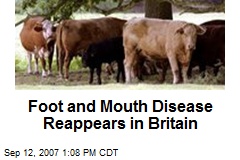 Foot and Mouth Disease Reappears in Britain