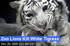Zoo Lions Kill White Tigress