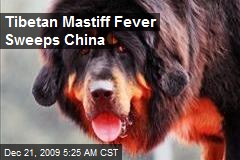 Tibetan Mastiff Fever Sweeps China