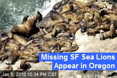 Missing SF Sea Lions Appear in Oregon