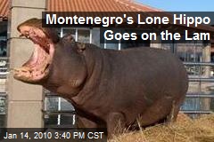 Montenegro's Lone Hippo Goes on the Lam