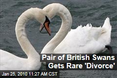 Pair of British Swans Gets Rare 'Divorce'