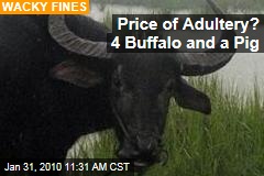 Price of Adultery? 4 Buffalo and a Pig