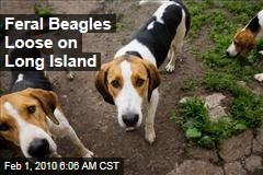 Feral Beagles Loose on Long Island