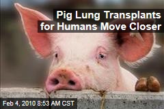 Pig Lung Transplants for Humans Move Closer