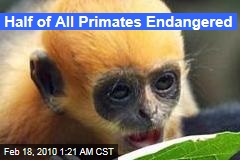 Half of All Primates Endangered