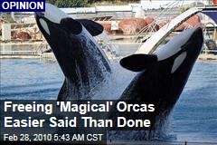 Freeing 'Magical' Orcas Easier Said Than Done