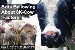 Brits Bellowing About 8K-Cow 'Factory'