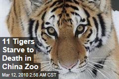 11 Tigers Starve to Death in China Zoo