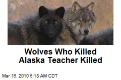 Wolves Who Killed Alaska Teacher Killed