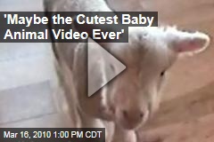 'Maybe the Cutest Baby Animal Video Ever'