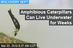 Amphibious Caterpillars Can Live Underwater for Weeks