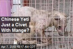 Chinese Yeti Just a Civet With Mange?