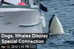 Dogs, Whales Display Special Connection