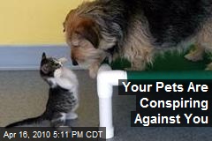 Your Pets Are Conspiring Against You