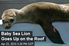 Baby Sea Lion Goes Up on the Roof