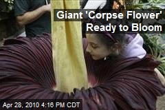 Giant 'Corpse Flower' Ready to Bloom