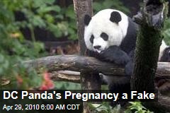 DC Panda's Pregnancy a Fake
