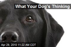 What Your Dog's Thinking