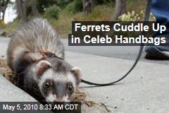 Ferrets Cuddle Up in Celeb Handbags