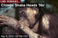 Chimps Shake Heads 'No'